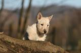 SCOTTISH TERRIER 044